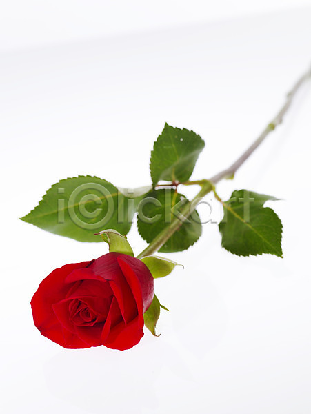 사람없음 JPG 근접촬영 포토 꽃 누끼 백그라운드 빨간색 식물 장미 한송이