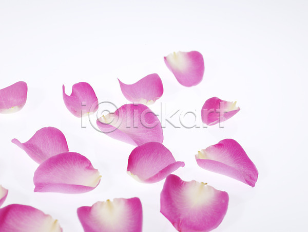 사람없음 JPG 근접촬영 포토 꽃 꽃잎 백그라운드 분홍색 식물 장미