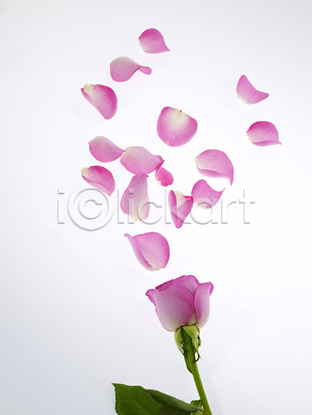 사람없음 JPG 포토 꽃 꽃잎 누끼 백그라운드 분홍색 식물 장미 한송이