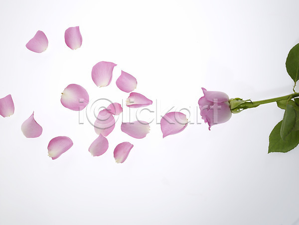 사람없음 JPG 포토 꽃 꽃잎 누끼 백그라운드 분홍색 식물 장미 한송이