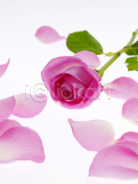 사람없음 JPG 근접촬영 포토 꽃 꽃잎 백그라운드 분홍색 식물 장미 한송이