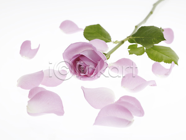사람없음 JPG 근접촬영 포토 꽃 꽃잎 누끼 백그라운드 분홍색 식물 장미 한송이