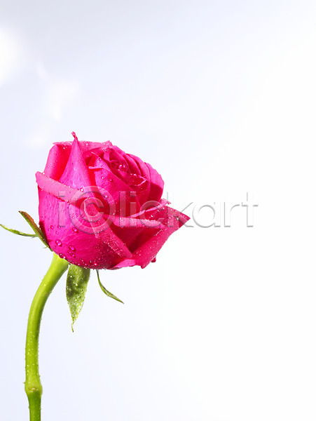 사람없음 JPG 근접촬영 포토 꽃 누끼 백그라운드 식물 장미 진홍색 한송이