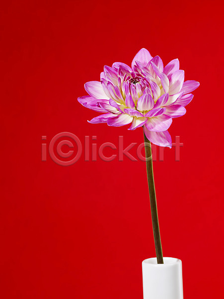 사람없음 JPG 근접촬영 포토 국화 꽃 꽃꽂이 꽃병 누끼 백그라운드 분홍색 식물 한송이