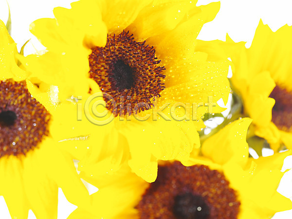 사람없음 JPG 근접촬영 포토 꽃 노란색 백그라운드 식물 여러송이 해바라기