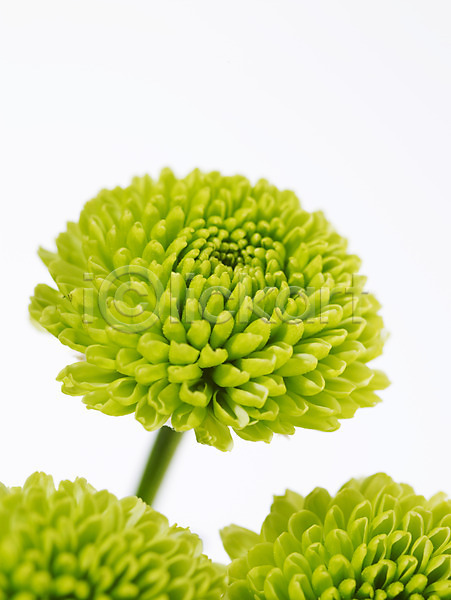 사람없음 JPG 근접촬영 포토 국화 꽃 백그라운드 소국 식물 여러송이 초록색