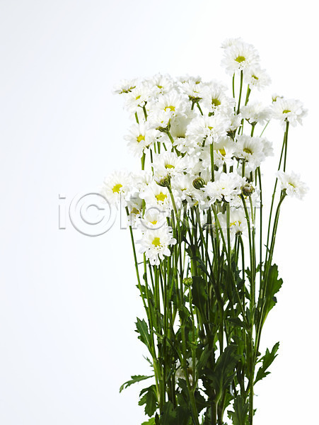 사람없음 JPG 포토 국화 꽃 누끼 백그라운드 소국 식물 여러송이 한다발 흰색