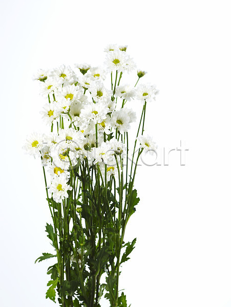 사람없음 JPG 포토 국화 꽃 누끼 백그라운드 소국 식물 여러송이 한다발 흰색