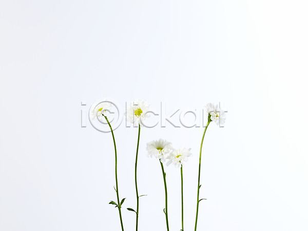 사람없음 JPG 포토 국화 꽃 누끼 백그라운드 소국 식물 여러송이 흰색