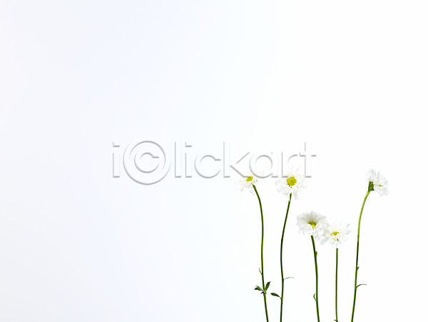 사람없음 JPG 포토 국화 꽃 누끼 백그라운드 소국 식물 여러송이 흰색