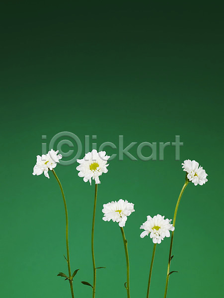 사람없음 JPG 포토 국화 꽃 백그라운드 소국 식물 여러송이 흰색