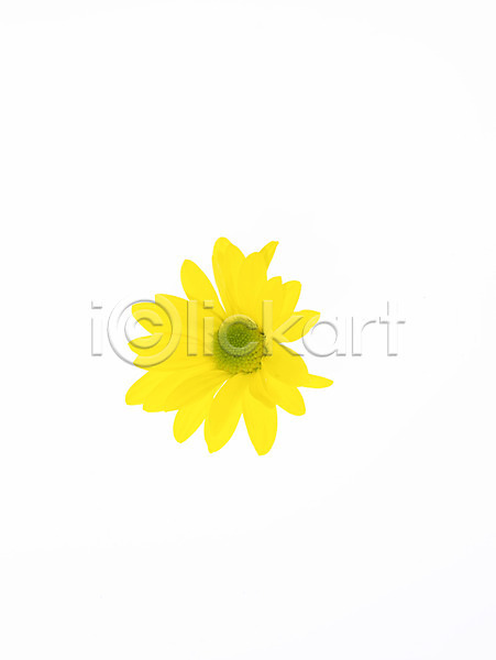 사람없음 JPG 근접촬영 포토 국화 꽃 노란색 누끼 백그라운드 식물 한송이