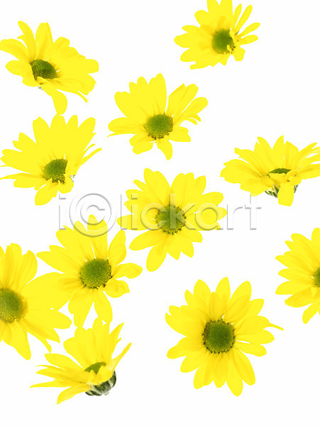 사람없음 JPG 근접촬영 포토 국화 꽃 노란색 백그라운드 식물 여러송이