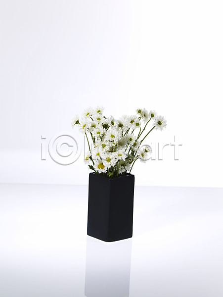 사람없음 JPG 포토 국화 꽃 꽃꽂이 꽃병 누끼 백그라운드 소국 식물 여러송이 한다발 흰색