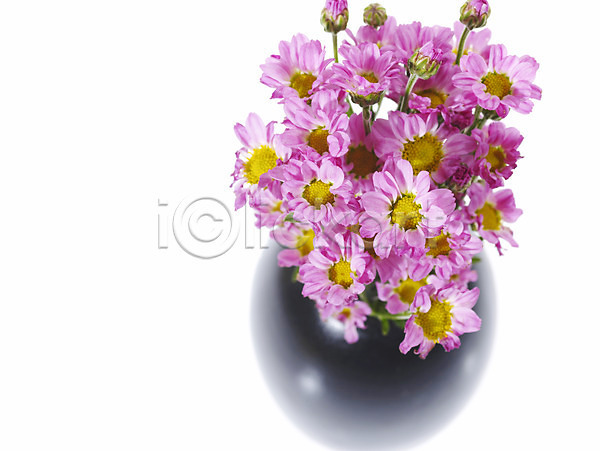 사람없음 JPG 포토 국화 꽃 꽃꽂이 꽃병 누끼 백그라운드 분홍색 소국 식물 여러송이 한다발