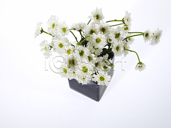 사람없음 JPG 포토 국화 꽃 꽃꽂이 꽃병 누끼 백그라운드 소국 식물 여러송이 한다발 흰색