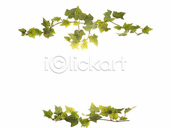 사람없음 JPG 포토 누끼 백그라운드 식물 아이비 잎 장식 틀 프레임