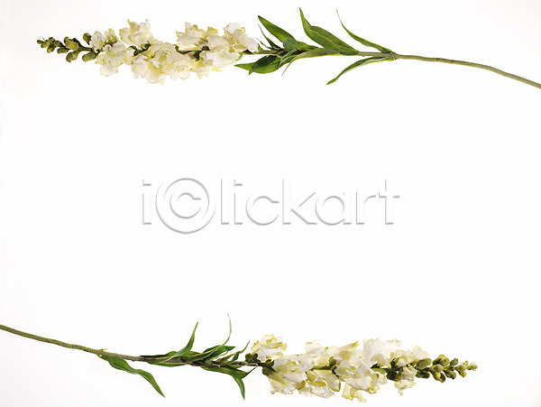사람없음 JPG 포토 꽃 누끼 두송이 백그라운드 식물 장식 틀 프레임 흰색