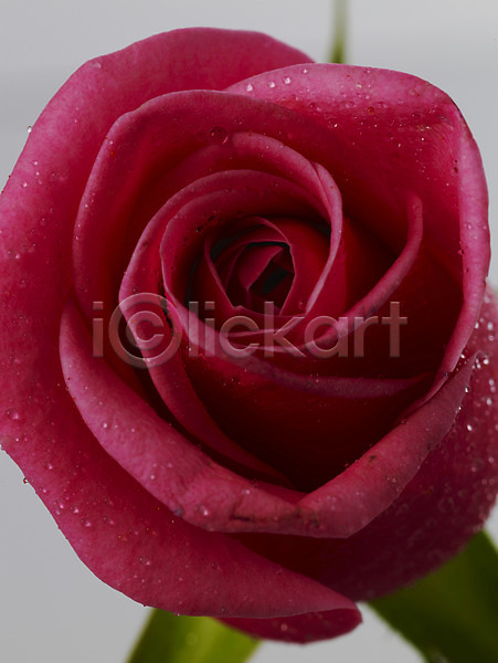 사람없음 JPG 근접촬영 포토 꽃 물방울 분홍색 식물 실내 이슬 장미 한송이 확대 흰배경