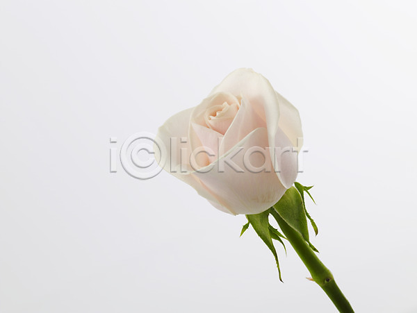 사람없음 JPG 근접촬영 포토 가로 꽃 식물 실내 연분홍색 장미 줄기 한송이 흰색