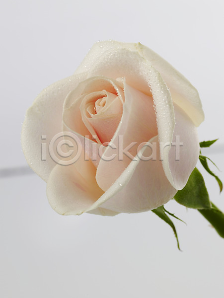 사람없음 JPG 근접촬영 포토 꽃 세로 식물 실내 연분홍색 장미 줄기 한송이 흰색