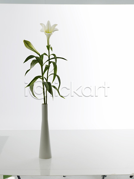 사람없음 JPG 근접촬영 포토 꽃 꽃병 백합(꽃) 세로 식물 실내 한송이 흰색
