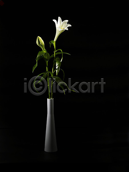 사람없음 JPG 근접촬영 포토 꽃 꽃병 백합(꽃) 세로 스튜디오촬영 식물 실내 한송이 흰색