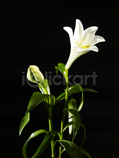 사람없음 JPG 근접촬영 포토 꽃 백합(꽃) 세로 스튜디오촬영 식물 실내 한송이 흰색