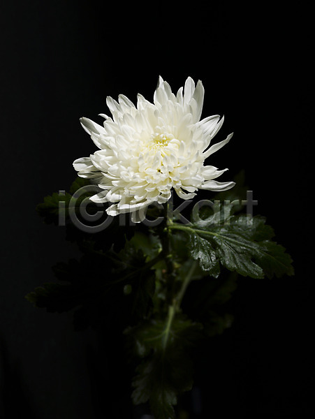 사람없음 JPG 근접촬영 포토 국화 꽃 식물 실내 한송이 흰색