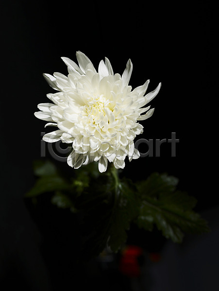 사람없음 JPG 근접촬영 포토 국화 꽃 스튜디오촬영 식물 실내 한송이 흰색