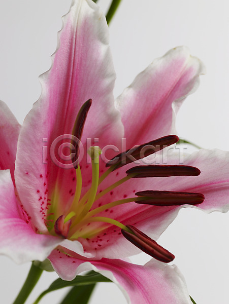 사람없음 JPG 근접촬영 포토 꽃 백합(꽃) 분홍색 세로 식물 실내 줄기 한송이