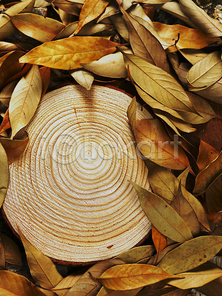사람없음 JPG 포토 가을(계절) 계절 나무 나뭇잎 나이테 낙엽 백그라운드 사계절 슬라이스 식물 잎 자연