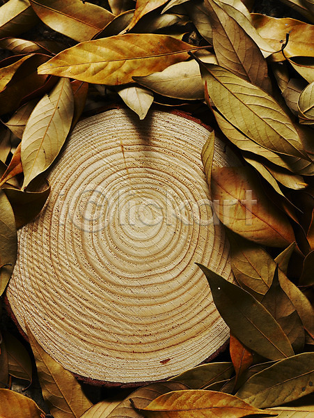 사람없음 JPG 포토 가을(계절) 계절 나무 나뭇잎 나이테 낙엽 백그라운드 사계절 슬라이스 식물 잎 자연