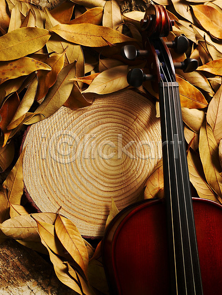 사람없음 JPG 포토 가을(계절) 계절 나무 나뭇잎 나이테 낙엽 문화 바이올린 사계절 슬라이스 식물 악기 예술 음악 잎 자연 현악기