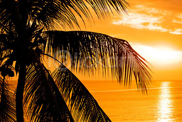 사람없음 JPG 실루엣 포토 해외이미지 노란색 바다 백그라운드 빨간색 수평선 여행 이국적 일몰 일출 잎 자연 태양 풍경(경치) 하늘 해외202004 햇빛 황혼 휴양지