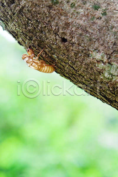 사람없음 JPG 포토 해외이미지 갈색 곤충 나무 동물 숲 애벌레 야생동물 야외 여름(계절) 이끼 자연 해외202004