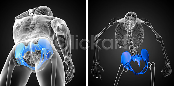 사람 사람없음 3D JPG 포토 해외이미지 건강 골격 뼈 엉덩이 연골 자궁 척추 해부 해외202004
