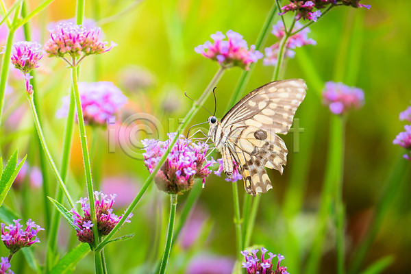 사람없음 JPG 포토 해외이미지 검은색 곤충 꽃 꽃무늬 꽃잎 나비 날개(비행) 내추럴 노란색 여름(계절) 자연 정원 컬러풀 패턴 해외202004