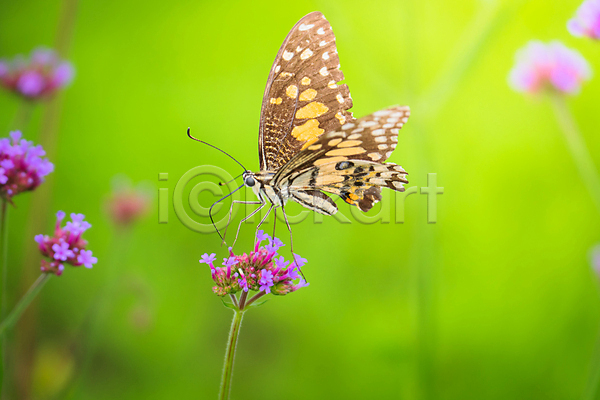 침묵 사람없음 JPG 포토 해외이미지 곤충 꽃 꽃무늬 꽃잎 나비 날개(비행) 내추럴 노란색 바닥 여름(계절) 자연 정원 컬러풀 패턴 해외202004