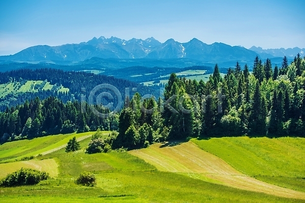 사람없음 JPG 포토 해외이미지 나무 내추럴 땅 무료이미지 산 숲 여름(계절) 유럽 자연 초록색 폴란드 풍경(경치) 해외202004