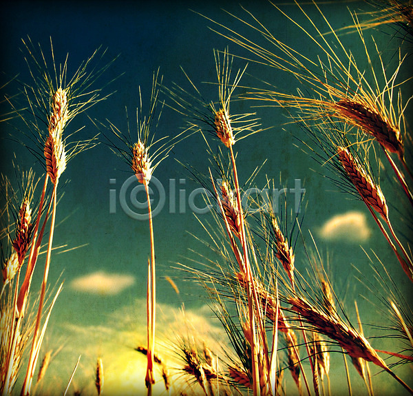 사람없음 JPG 포토 해외이미지 가을(계절) 건강 구름(자연) 농업 농장 밀 밀짚 밭 밭일 식물 야외 자연 풍경(경치) 하늘 해외202004 호밀