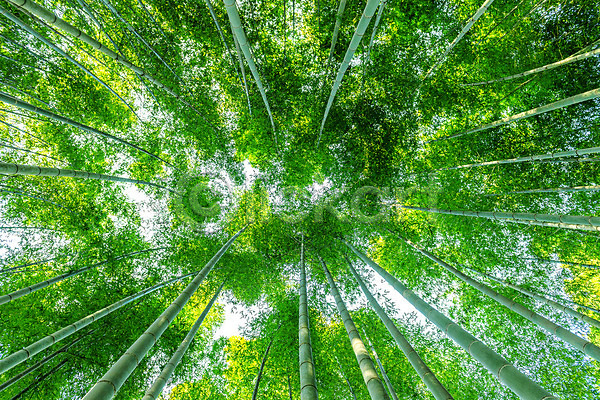 사람없음 JPG 로우앵글 포토 해외이미지 공원 교토 길 나무 나뭇가지 대나무 빛 선 식물 아시아 야외 일본 잎 줄기 태양 풍경(경치) 하늘 해외202004 햇빛