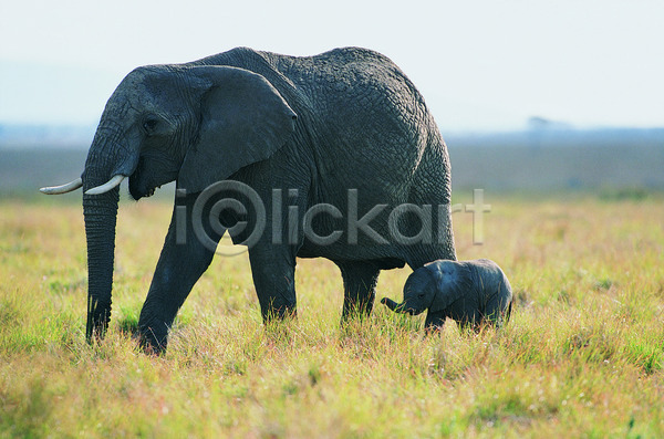 사람없음 JPG 포토 해외이미지 검은색 내추럴 동물 두마리 사파리 새끼 숫자 아프리카 야생동물 야외 자연 초록색 코끼리 큼 풍경(경치) 해외202004