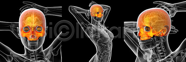 사람 사람없음 3D JPG 포토 해외이미지 골격 뇌 머리 뼈 약 치아 턱 해골모형 해부 해외202004
