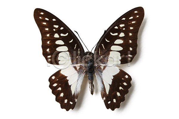 건조 사람없음 JPG 포토 해외이미지 갈색 검은색 고립 곤충 나비 날개(비행) 내추럴 동물 벌레 봄 선물 식물 싱글 여름(계절) 클리핑패스 해외202004 흰색
