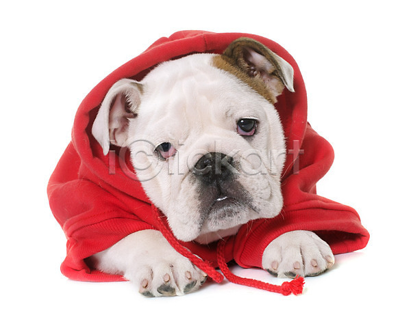유머 사람없음 JPG 포토 해외이미지 강아지 개 동물 반려동물 불독 빨간색 이벤트의상 컨셉 코트 크리스마스 해외202004 흰배경 흰색