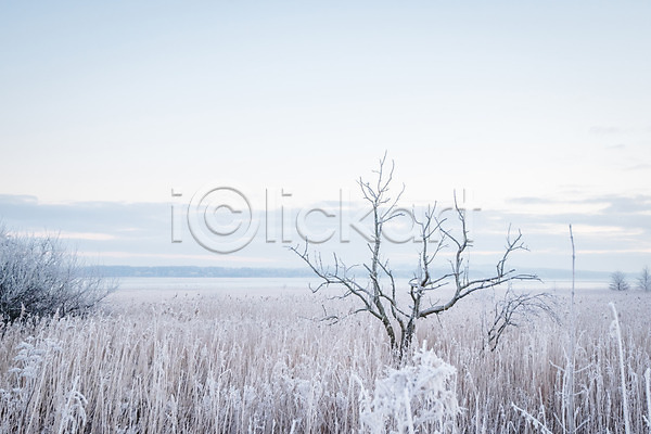 시원함 추위 사람없음 JPG 포토 해외이미지 12월 1월 2월 겨울 계절 나무 나뭇가지 덴마크 스칸디나비아 야외 풍경(경치) 하늘 해외202004 흰색