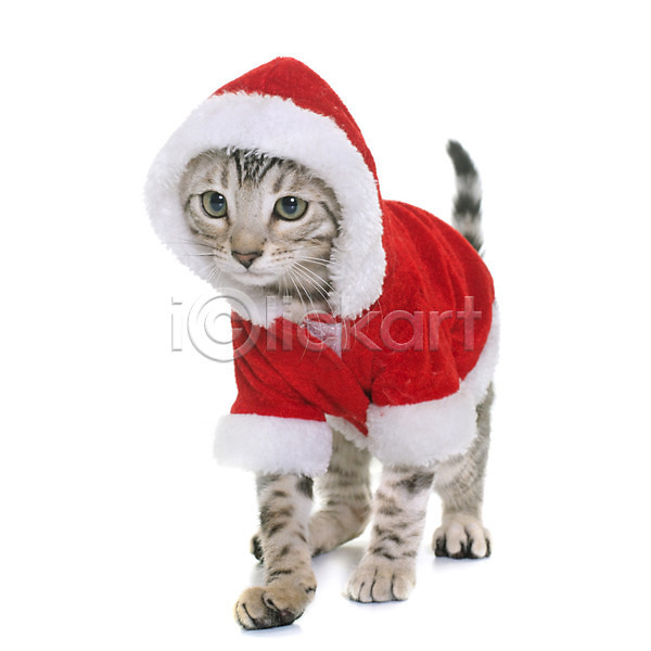 유머 사람없음 JPG 포토 해외이미지 고양이 동물 반려동물 빨간색 산타옷 은색 이벤트의상 컨셉 크리스마스 해외202004 회색 흰배경