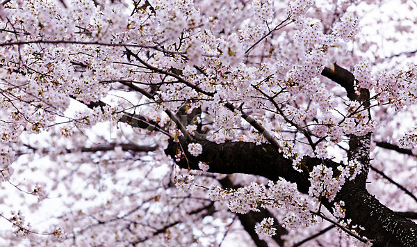 사람없음 JPG 포토 해외이미지 꽃잎 벚꽃 벚나무 봄 야외 해외202004