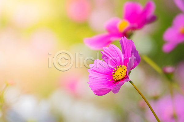 사람없음 JPG 포토 해외이미지 꽃 무료이미지 백그라운드 분홍색 빛 식물 정원 코스모스(꽃) 해외202004